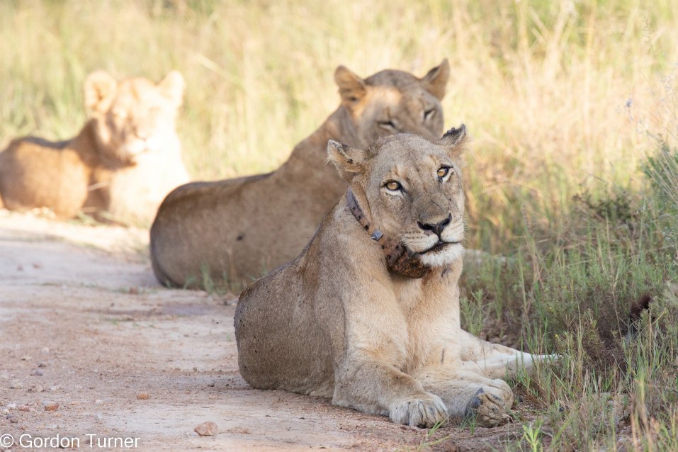 <h2>The Best of South Africa Escorted 2023</h2> 14 Nights | 6 Rounds | March 11 - 25